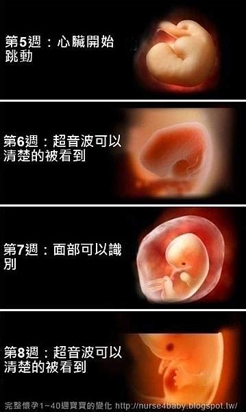 胎兒生長過程